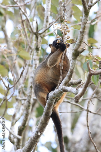 A Lumholtz's tree-kangaroo (Dendrolagus lumholtzi) rests high in a tree in a dry forest  Queensland, Australia photo