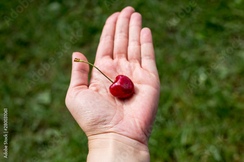 Female hand holding red cherry on palm against green grass  close-up