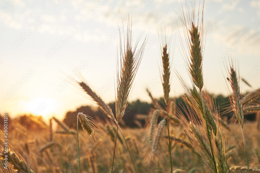 Cereal field in sunset light. Grain field Cereal field in sunset light. Grain field