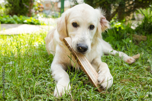 Cute white labrador holding wooden plank in mouth and playing while lying on green grass in courtyard