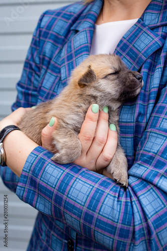 Russia, Moscow. Cute puppy in the hands of on backdrop of jacket