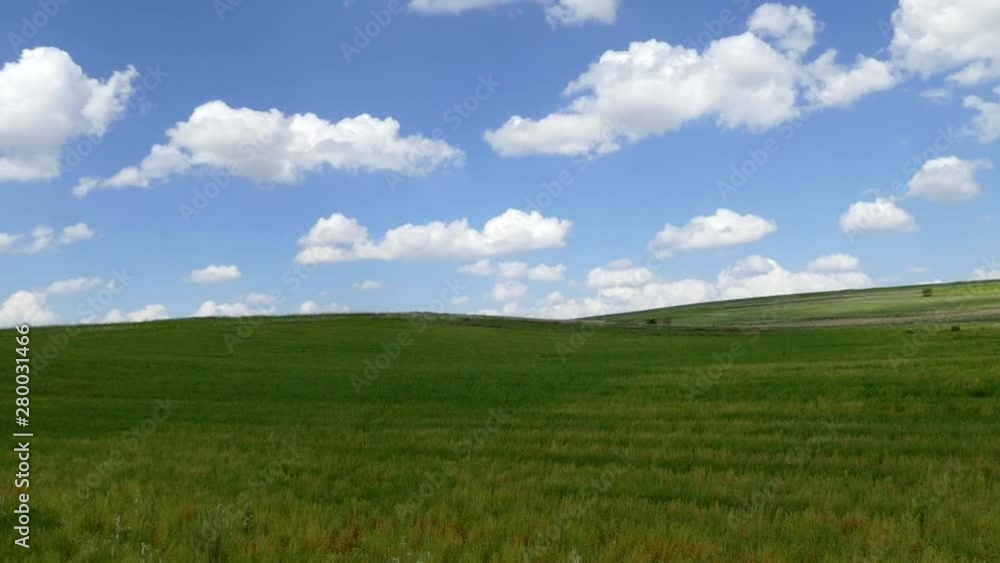 ripening lentil plant, harvesting lentils, ripe green lentils in the field, ripening lentil plant, harvesting lentils, ripe green lentils in the field,
