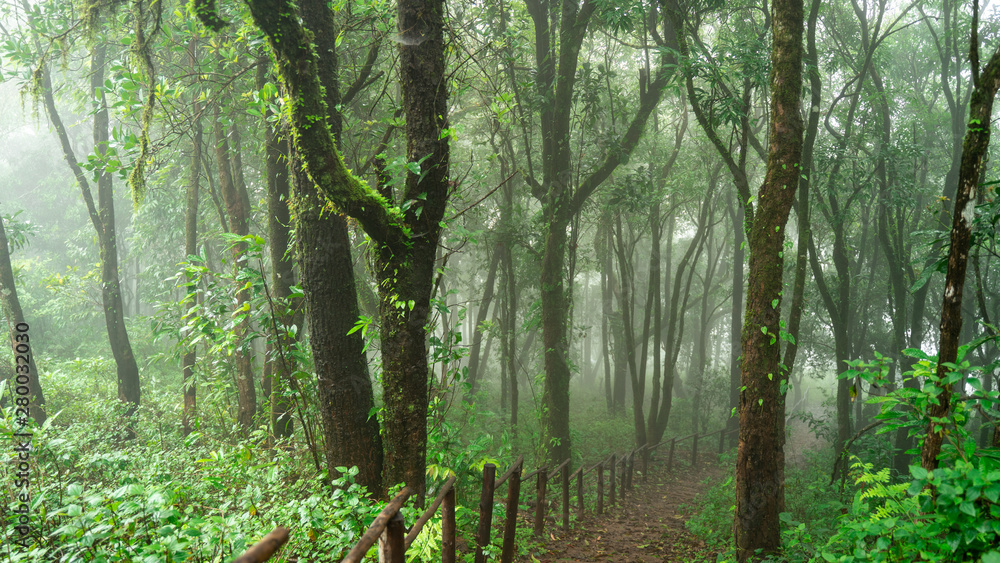 Obraz premium Forest with trees of green moss and thick fog and pathways