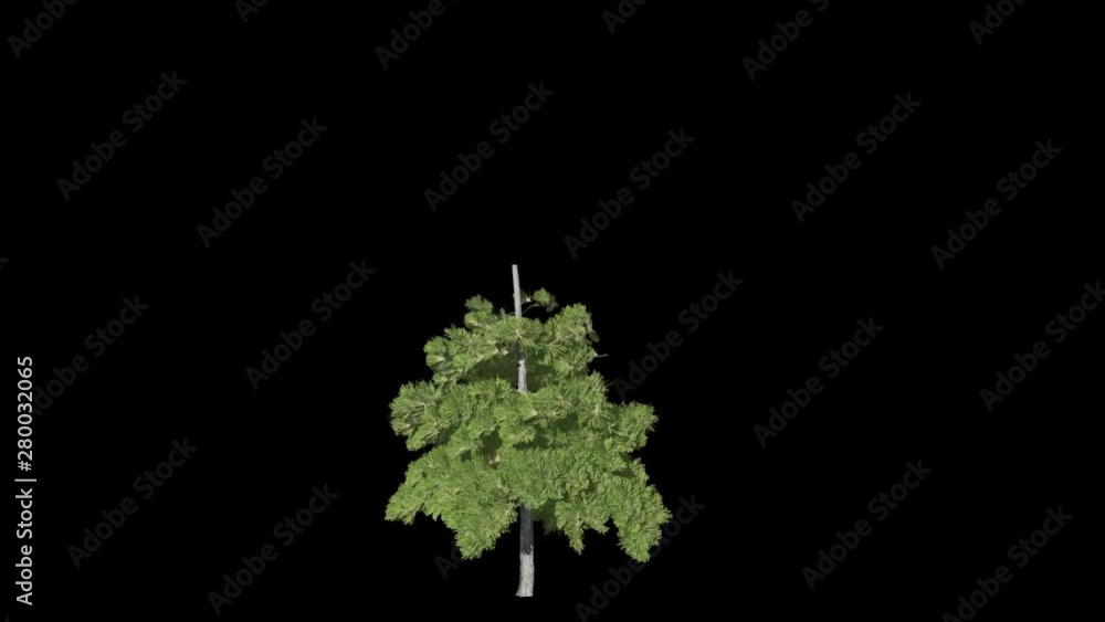 3D animated realistic tree growing (Conifer) with alpha channel 4096x1304 resolution 2 3D animated realistic tree growing (Conifer) with alpha channel 4096x1304 resolution 2