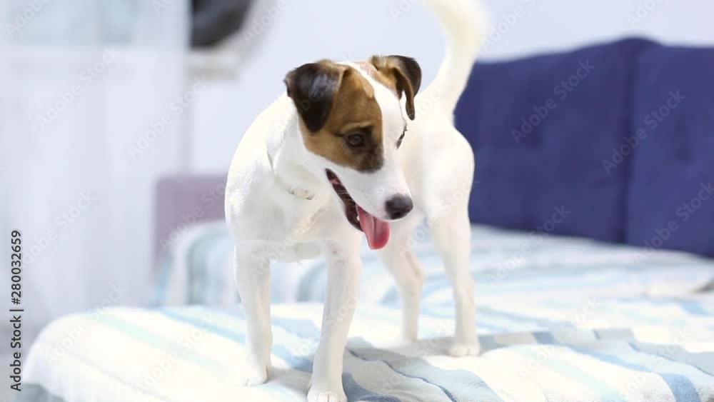 Wideo Stock Jack Russell Terrier waving his tail. A happy white dog