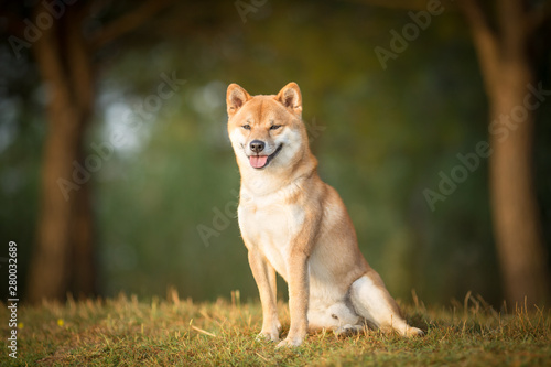 Shiba Inu dog