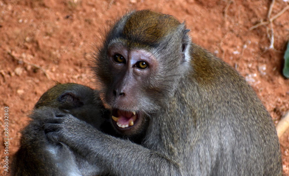 Macaque monkey playing with another monkey