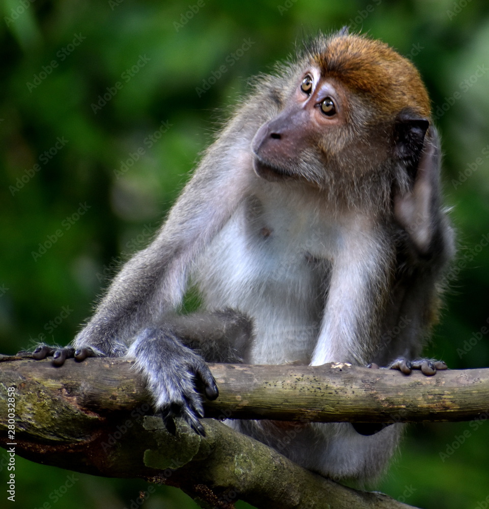 Fototapeta premium Macaque monkey holding its ear