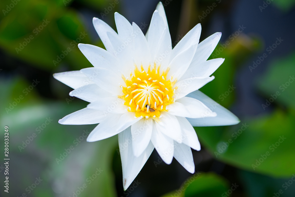 Water lily,Lotus or Waterlily flower in pool Water lily,Lotus or Waterlily flower in pool