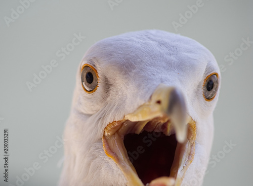 seagull head close up