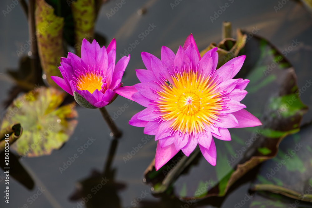 Pink water lily flower and bee in pool