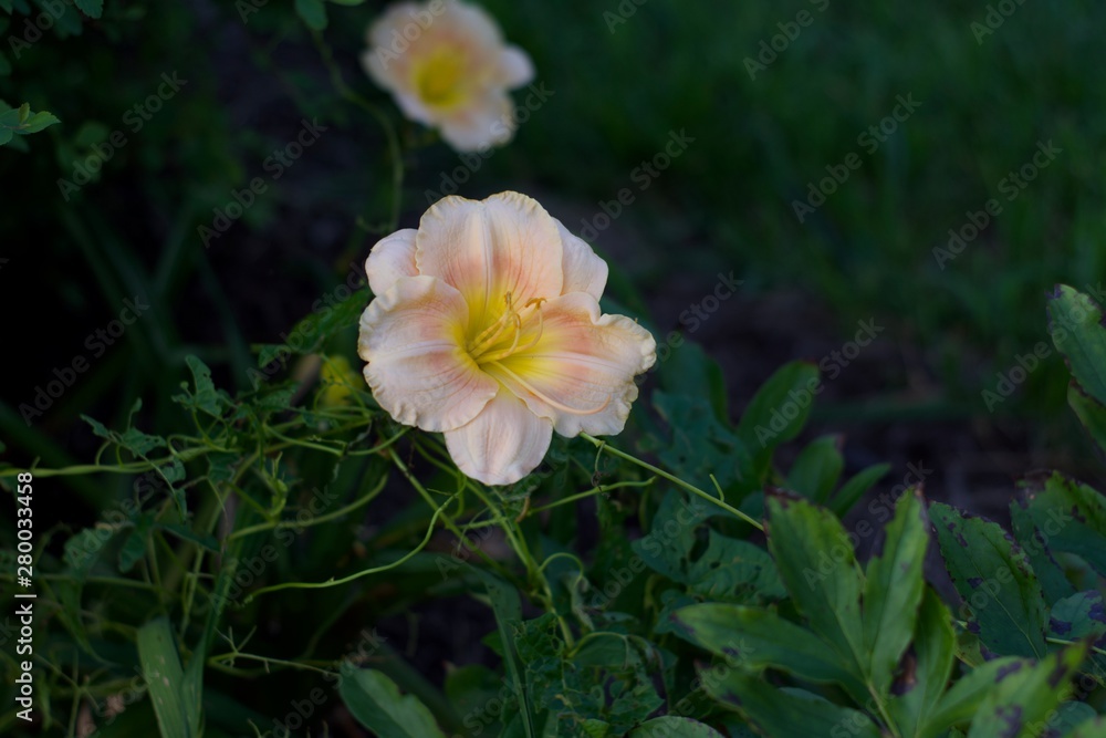 Fototapeta premium flower in the garden