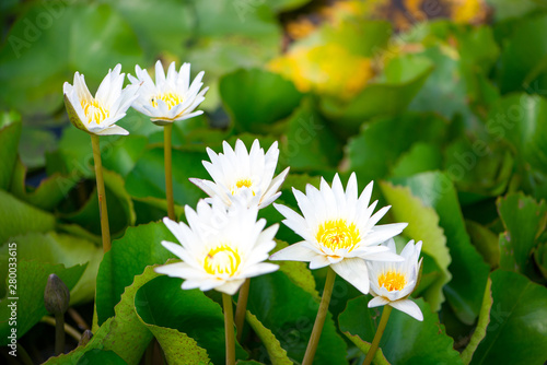 Water lily Lotus or Waterlily flower in pool