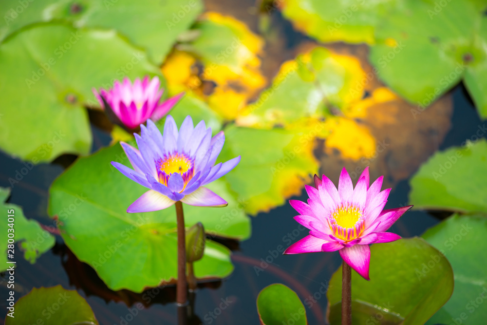 Water lily,Lotus or Waterlily flower in pool Water lily,Lotus or Waterlily flower in pool