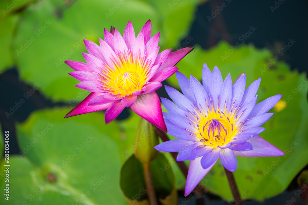 Water lily,Lotus or Waterlily flower in pool Water lily,Lotus or Waterlily flower in pool