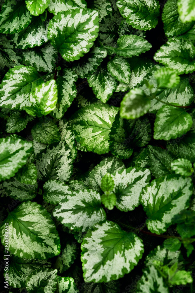 Natural background. The leaves of Plectranthus of closeup. Natural background. The leaves of Plectranthus of closeup.
