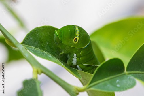 カボスの葉の上でポーズをとるアゲハの幼虫