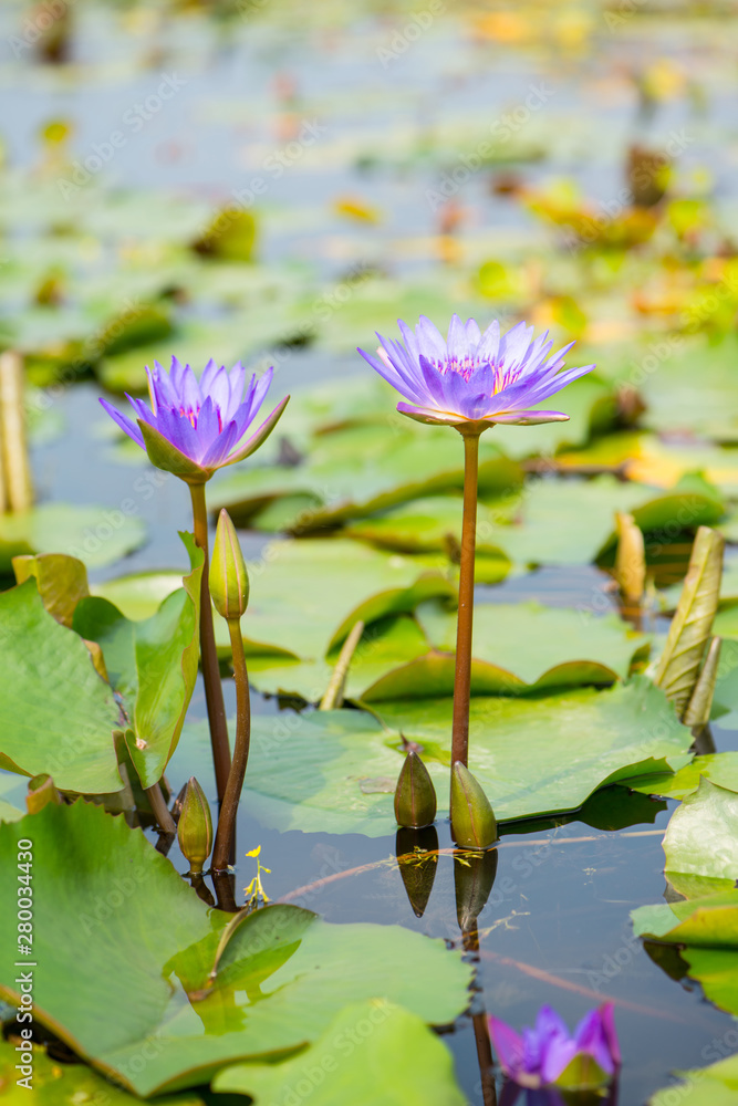 Purple Water lily flower and bee in pool Purple Water lily flower and bee in pool