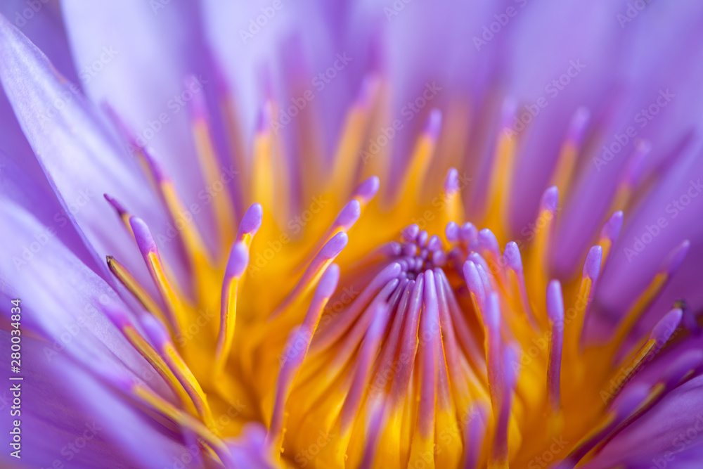 Obraz premium Water lily,Lotus or Waterlily flower in pool