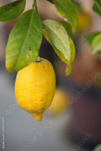 yellow lemon on tree in garden