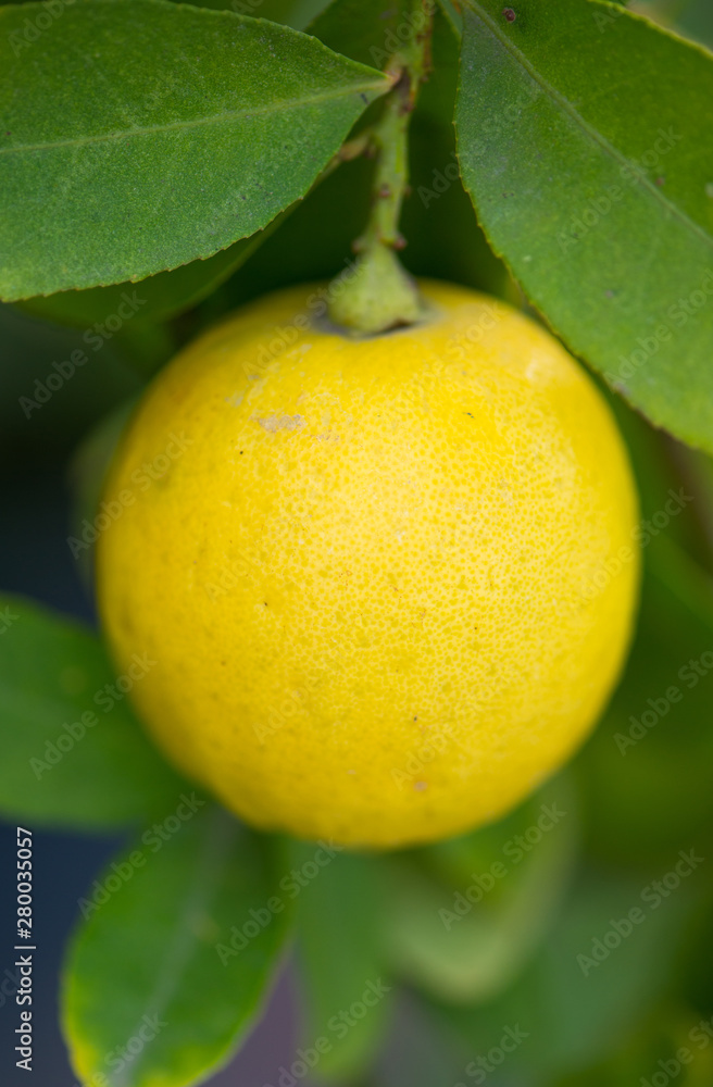 yellow lemon on tree in garden