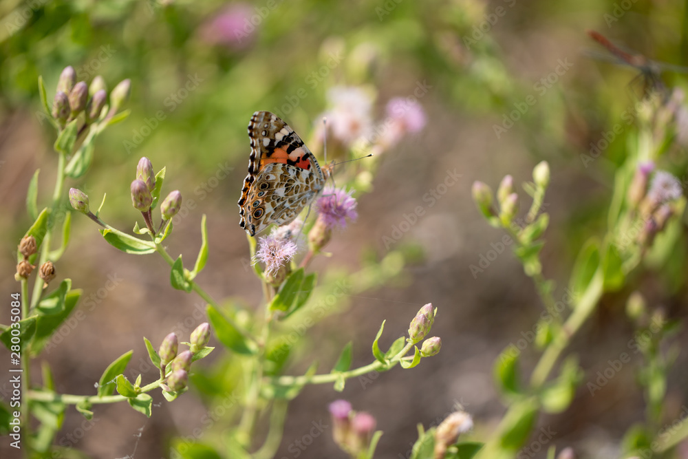 Beautiful butterfly (Vanessa cardui) on a thistle (Cárduus) flower. Beautiful butterfly (Vanessa cardui) on a thistle (Cárduus) flower.