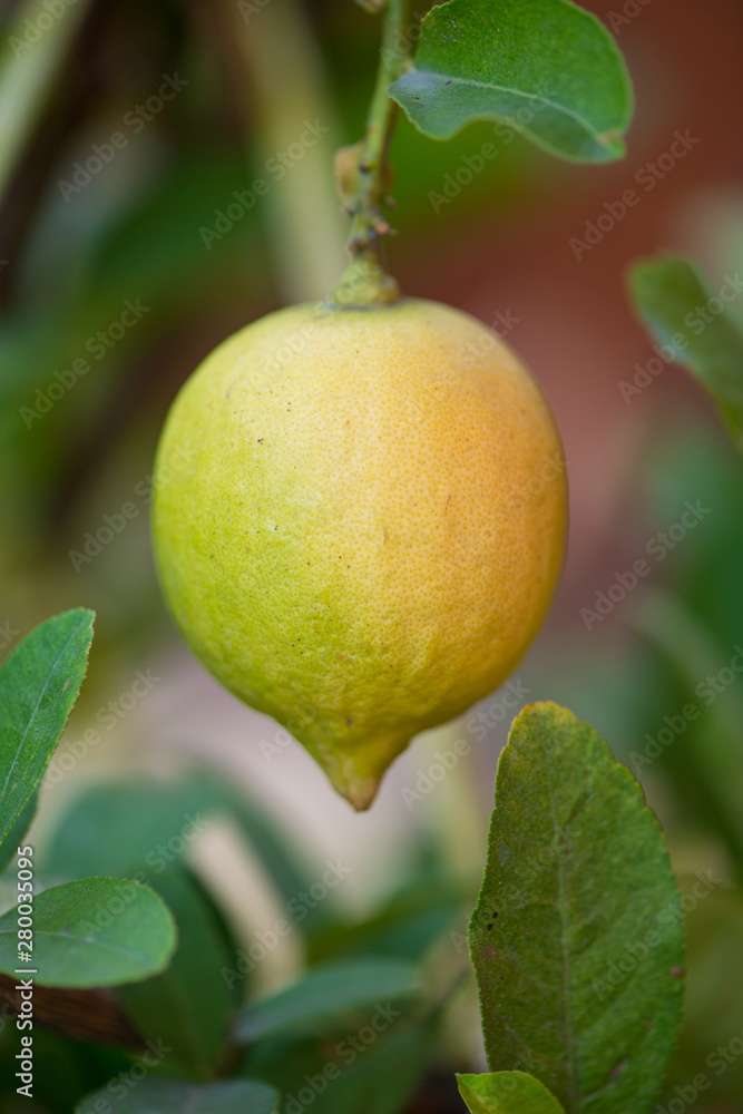 yellow lemon on tree in garden yellow lemon on tree in garden