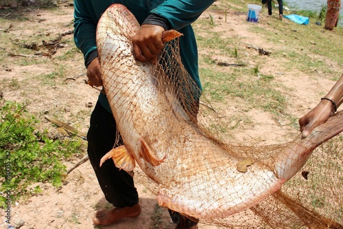 Fishermen caught big fish in the river