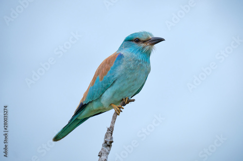 Profile of european roller sitting on single branch against an even grey sky