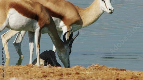 springbok antelopes drink water photo