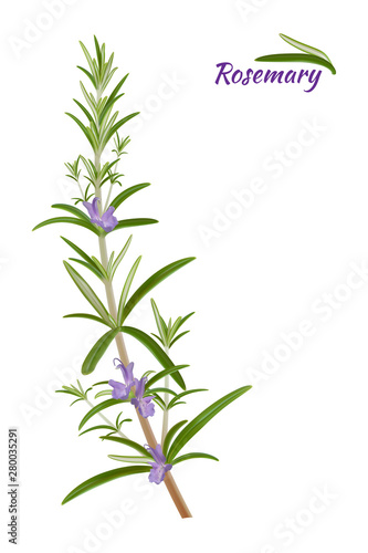 Rosemary (Rosmarinus officinalis). Leaves and flowers - Vector