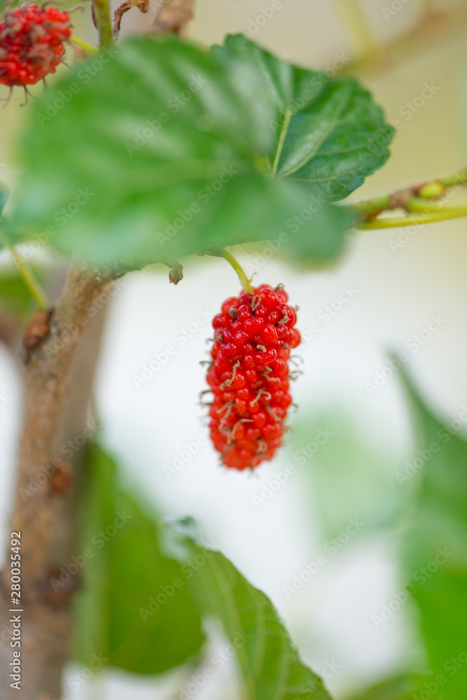 Red malberry Red malberry