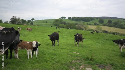 Wallpaper Mural Black and white cows in a grassy field on a Milk farm in Wales, UK Torontodigital.ca