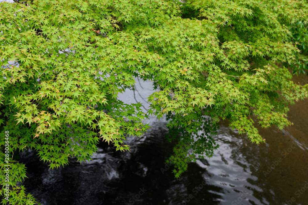 青紅葉と渓流＿横