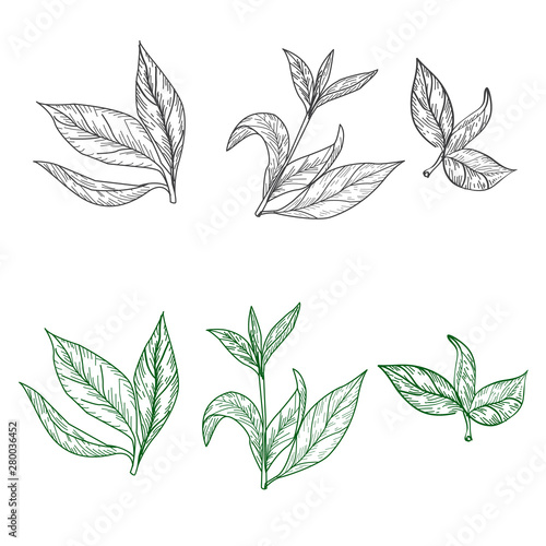 Set of tea leaves on a white background in the style of engraving. For wedding decor, postcards and textiles, vector illustration