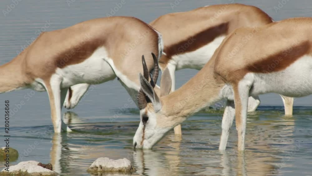 springbok antelopes drink water springbok antelopes drink water