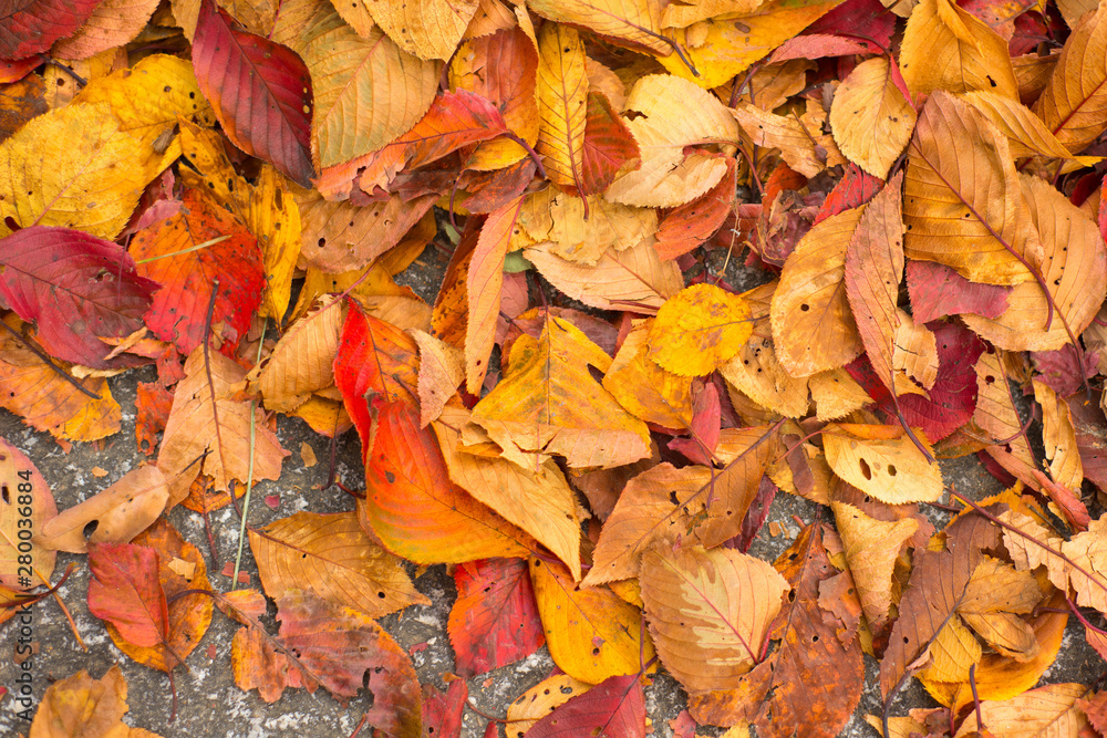 Closed up autumn leaves background Closed up autumn leaves background