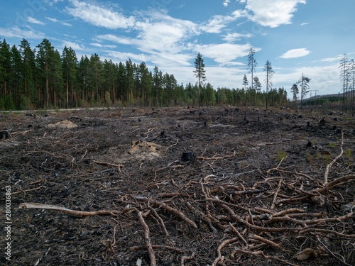 Forest fire aftermath with burnt trees and stump. Field with ashes after a wildfire