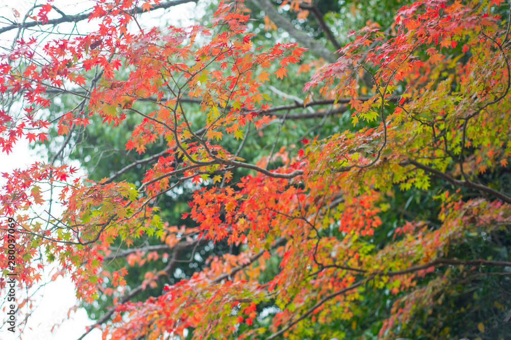 Red maple leaves in Fushimi Inari-taisha shrine in Kyoto,Japan Red maple leaves in Fushimi Inari-taisha shrine in Kyoto,Japan