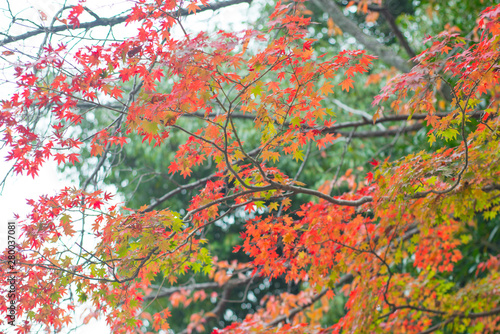 Red maple leaves in Fushimi Inari-taisha shrine in Kyoto,Japan