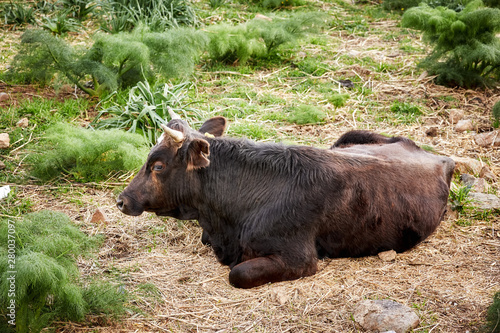 Brown dexter cow cattle lying down and resting in a meadow field.