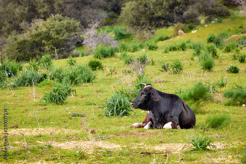 Black gloucester cattle cow lying down and resting in a green meadow field.