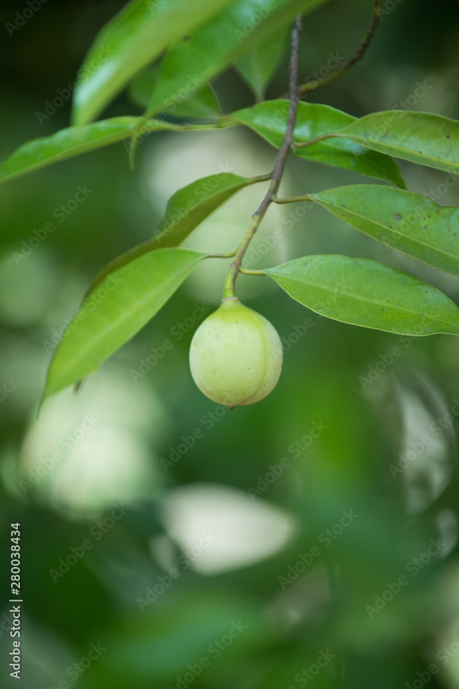 Jaiphal Nutmeg In The Plant