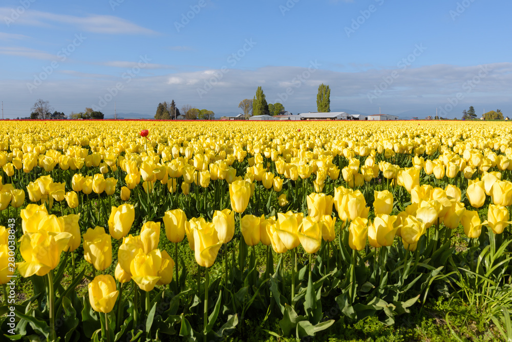 Skagit Valley Tulip Festival 2016