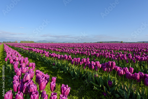 Obraz na płótnie Skagit Valley Tulip Festival 2016 w salonie