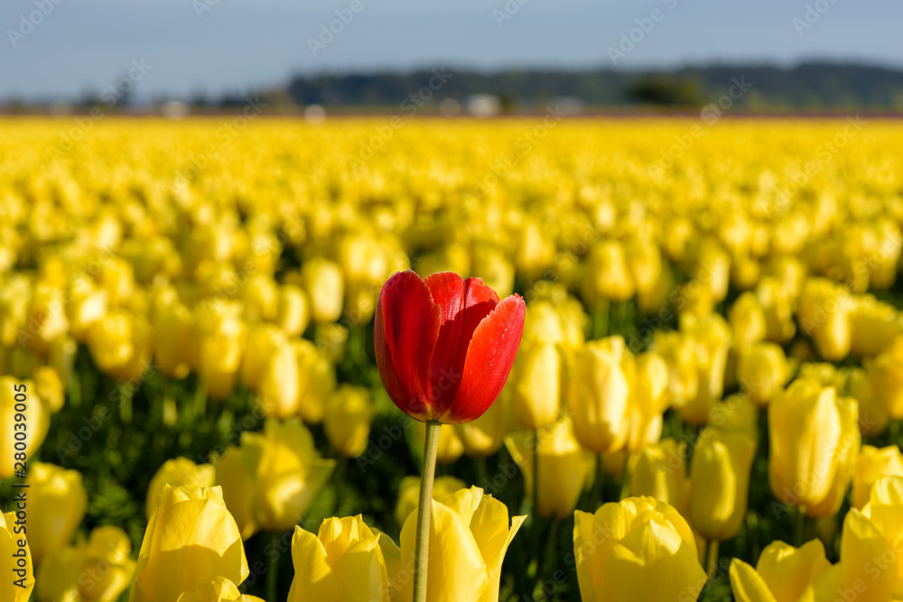 Skagit Valley Tulip Festival 2016