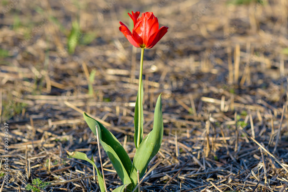 Skagit Valley Tulip Festival 2016