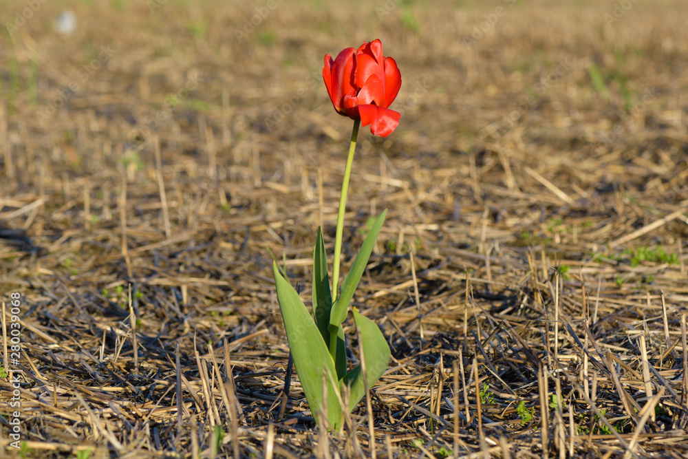 Skagit Valley Tulip Festival 2016 Skagit Valley Tulip Festival 2016