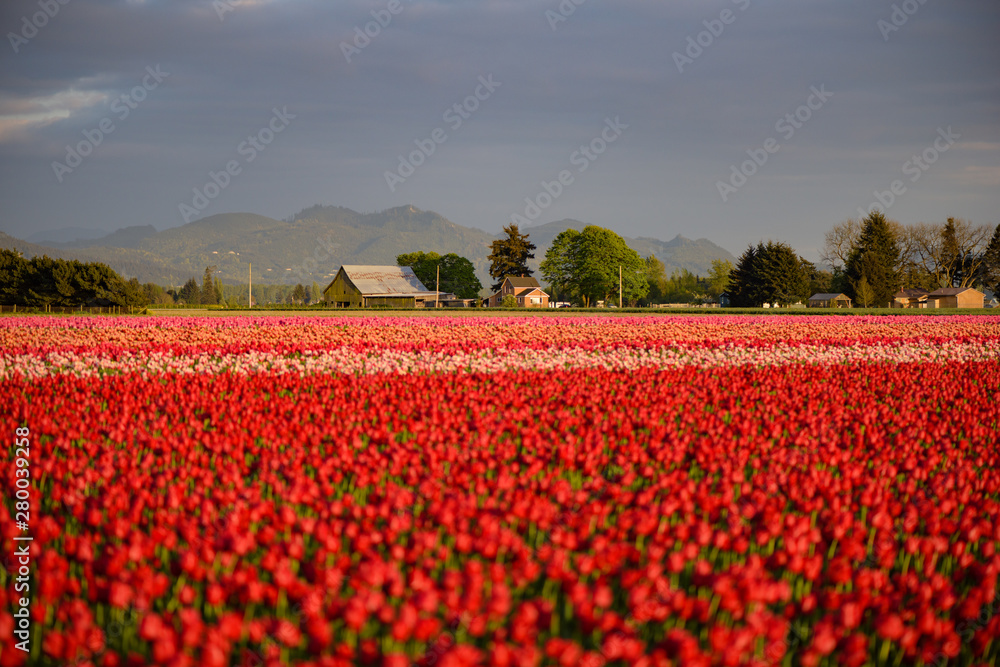 Skagit Valley Tulip Festival 2016
