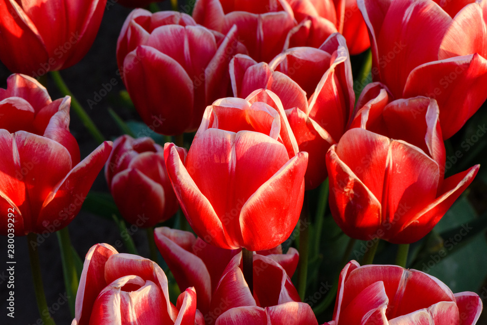 Skagit Valley Tulip Festival 2016